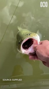 232K views · 584 reactions | ⚠️ CONTENT WARNING: This video features footage of dead mice. Even Australia's fish are eating the mice  These fishers found native Murray cod with bellies full of mice in the Gwydir river below Bingara. There are fears poisons being used to curb Australia's mouse plague could have an impact on native fish. Read more: https://ab.co/34CMvOm  Supplied | ABC Rural | Facebook