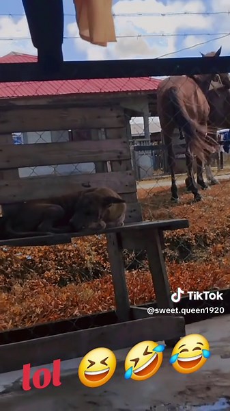 ✨️Yogeeta & Randy ✨️ (@sweet.queen1920)’s videos with original sound - Sʜᴀɴɪɪɪɪ🦖