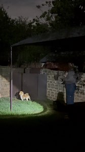 Alright, Pekingese Haven family, here’s your dose of behind-the-scenes fun! While the fireworks put on their noisy show, our wonderful staff were on duty making sure all the rescues and boarders felt safe. One of our amazing team members was playing baby lullabies right from her cellphone to keep the dogs calm, and thanks to a little help from some calming meds and our amazing staff, the night went smoothly. We have to give a huge shout-out to one of our amazing supporters, Christina, who regula