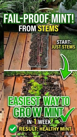 Growing Mint at Home: Easy DIY Propagation Hack