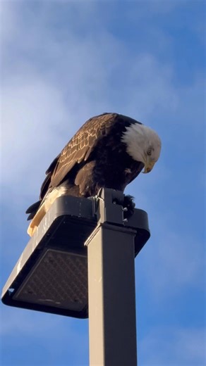 4.9K views · 126 reactions | A bald eagle eating his breakfast at McDonald’s this morning.  | Auto-Pro Glass & Tire | Facebook