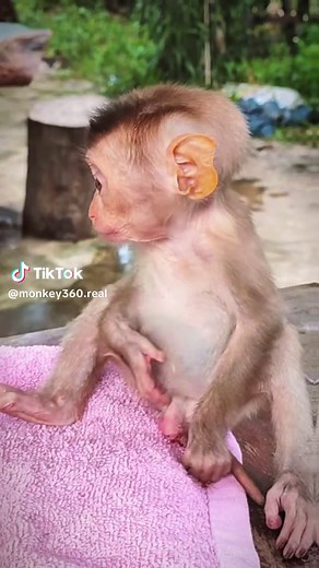 The funny baby monkey #monkey #monkeys #poormonkey #babymonkey #animals #monkeysoftiktok #pet #forest #usa #cutemonkey #monkeylover #monkeyvideo #wildanimals #cute #rescue #🐒 #viral #wildlife
