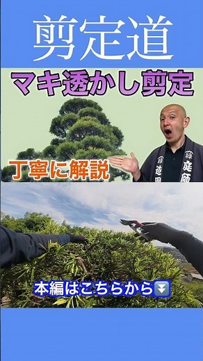 《マキの頭頂部》 高さを下げる剪定 #剪定方法 #庭作業 #庭木の管理 #庭木の手入れ #庭木の剪定 #マキ #玉散らし #高さを下げる #形を整える
