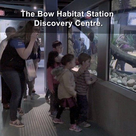 Learn all about local flora, fauna, and fish at Bow Habitat Station! 🐟 🌊 | Tourism Calgary