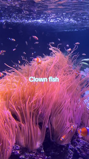 Clown fish you make me sick 😂 #fyp #videocommentry #voiceover #commentry #funny