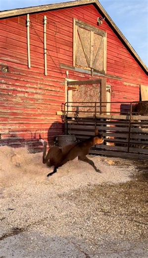 922K views · 12K reactions | He rated that first corner well, but tried to accelerate on the second  Everything is wet after getting a bunch of rain - but he’s still happy to be outside ♥️ (He is ok!) #meriklewaters #babyhorse #wipeout #foals #babyanimals | Merikle Waters Paints & Quarters | Facebook