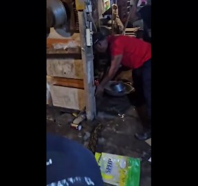 Huge python caught hiding behind house wall