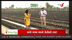 Episode 8 - Future Planning Shree Hari Nursery Areth Bodhan Road, Areth, Mandvi, Surat. Gujarat. Outlets: Gandhinagar, Vadodara, Nashik Call us 6355890035, 7862883381. #gaukheti #mangoplant #QualityFirst #mangofarming #organicfarming | Shree Hari Nursery