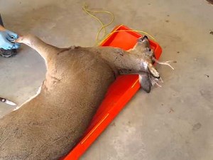 Air compressor help skinning a whitetail deer