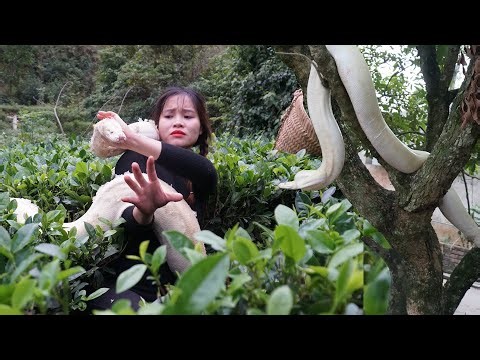 72 Hours Hunting Giant White Python Appears on the Farm 😱 | Harvesting Tomatoes for Market!