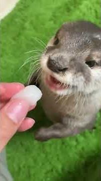 I love you even more when you eat a lot ♪ #Shorts