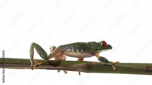 Camera Follow Red-Eyed Green Tree Frog Walking Slowly Along Branch