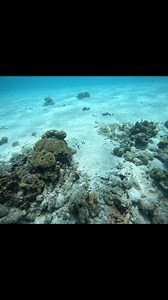 47K views · 448 reactions | Halibut Catching | Kaisda TV | Facebook