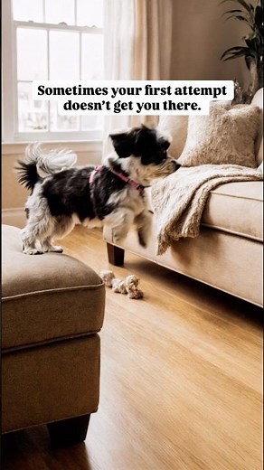 Ellie the cute Havanese dogs is determined. Every setback builds strength… every try gets you closer