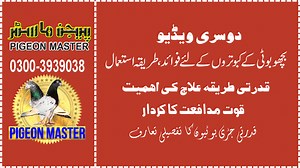 Stinging Nettle (Bicho Boti) for Pigeons: Uses and Benefits Stinging nettle (Urtica dioica), known locally as "Bicho Boti," is a highly nutritious herb that offers several health benefits for pigeons when used appropriately. This plant is rich in essential nutrients like vitamins A, C, and K, as well as minerals such as iron, calcium, magnesium, and potassium. Here's how it can benefit pigeons: 1. Rich Source of Nutrients Stinging nettle provides pigeons with a variety of vitamins and minerals t