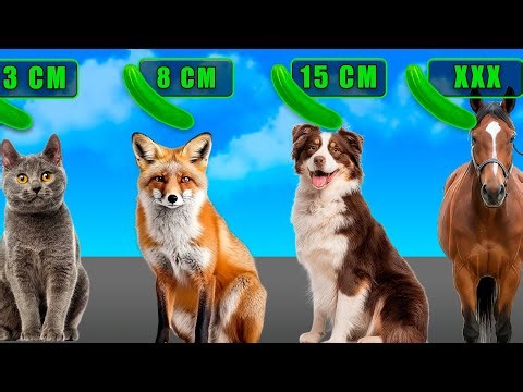 🥒 Animals by Reproductive Size | Nobody Talks About This