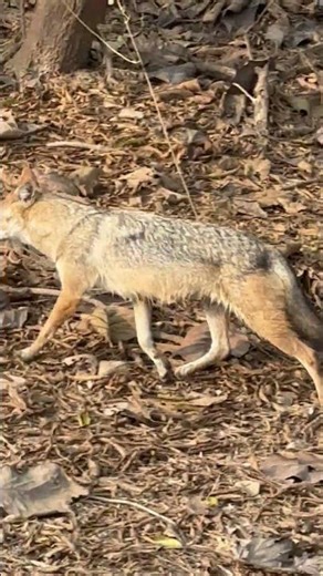 INDIAN GOLDEN JACKAL / जंबुक