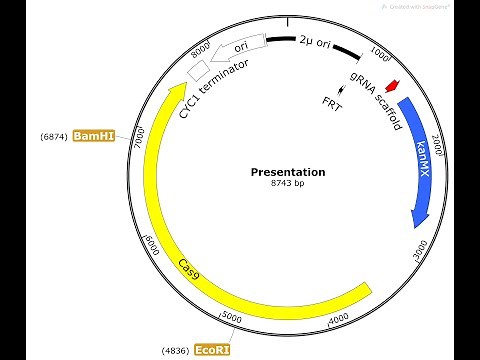 How to create plasmid maps in SnapGene Viewer