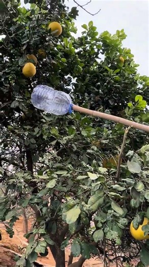 The grapefruit tree is too tall and it is difficult to pick grapefruit. This method will make it