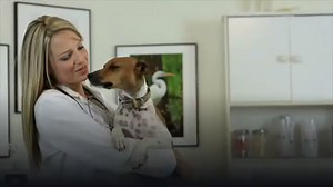 Do Dogs Masturbate