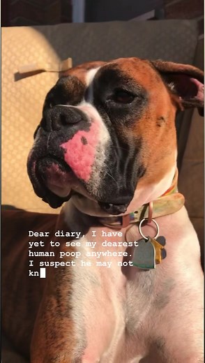 47K views · 206 reactions | Dear Diary … By Zefrank, Cast: Bella the Boxer and her dearest human. .....#saddogdiary #boxerdog #dogsofinstagram #dog #dogs #boxerpuppy #boxeraddict #saddog #boxerlover #boxerdogs #boxeroftheday #boxerdaily #dogoftheday #SadDogDiary #saddogface #saddoggy #dog_features #zefrank #sadcatdiary #truefacts #tiktok #funnyanimalvideos #buzzfeed #thedottist #bellabrindleboxer #boxermommy #boxermom | Victoria Veluz Art | Facebook