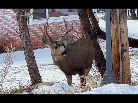 No Surrender - Springsteen