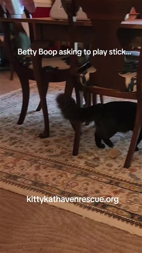 Betty Boop has the sweetest voice. She loves interactive play with wand toys and will ask for play time. Although she is still not a fan of human touch, she loves to cuddle and play with other cats. Betty Boop is adoptable through Kitty Kat Haven & Rescue (kittykathavenrescue.org) @Kitty Kat Haven & Rescue #kittykathavenandrescue #kittyham #purrmingham #magiccitykitties #birminghamalabama #fosterkittens #blackcatsrule