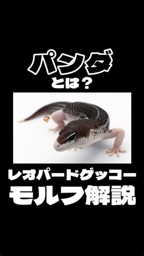 『パンダとは？』レオパードゲッコーモルフ解説 #レオパードゲッコー #爬虫類 #ヒョウモントカゲモドキ