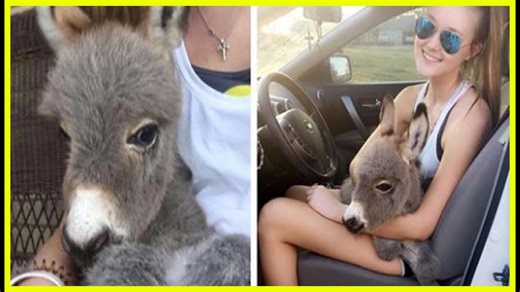 Girl Saves Fluffiest Baby Donkey, Becomes His ‘Mom’ Overnight