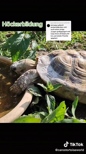 Gesunde Ernährung für griechische Landschildkröten