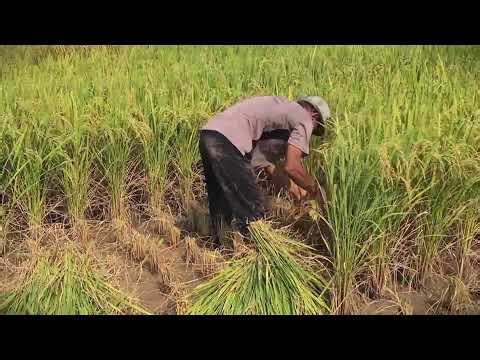 Old Farming Method Using Traditional Sickle #RuralAgriculture #TraditionalFarming