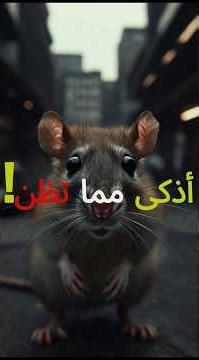 الجرذان: السادة الخفيّون لمدننا! 🐀 حقيقة صادمة لا يخبرك بها أحد #universe #معلومات #الطاقهالعامه
