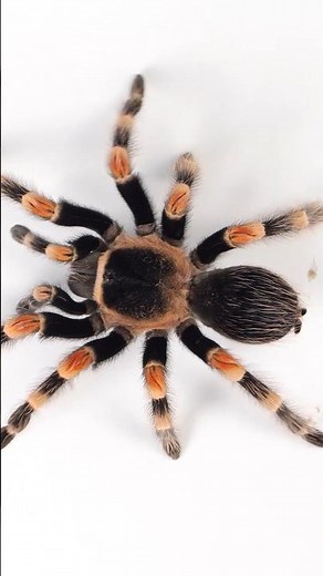 Mexican Red Knee Tarantulas LIVE FOREVER!