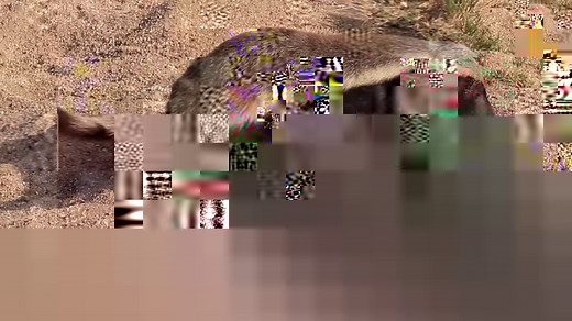 Honey badger in my latest Kruger national park wildlife sighting. | Wildest Kruger Sightings