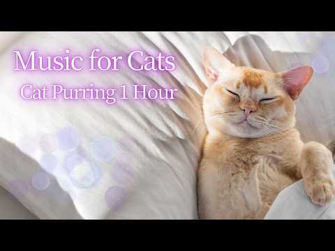 Cat Purring Series Vol.04 🐾 Powerful Purring Sound for Deep Sleep & Relaxation