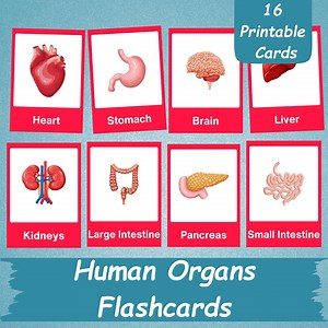 16 Human Organs Flashcards | Human Body Organ Cards for Kids | Internal Organs of the Body | Printable Toddler Flash Cards | Home Schooling - Etsy
