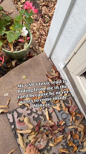 2.4K views · 746 reactions | Gotcha 浪 Look at his face, he can’t believe he fell for it  yet again . . . . . . #gsd #gsd❤️ #gsdlife #gsdnation #gsdlove #germanshepherd #germanshepherdpuppy #germanshepherddog #germanshepherds #germanshepard #germanshepherdofinstagram #shepherd #shepherdsofig #bigdog #yard #dog #doggo #doggy #dogs #doglover #dogs_of_instagram #dogs_of_ig #dogs_of_world #dogsofinsta #dogsofig #mydog #igdog #instadog #dogstagram | Leotheworkinglinegsd | Facebook