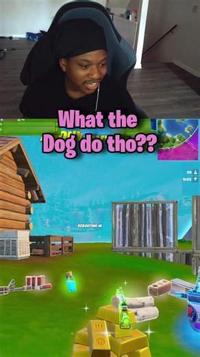 Dog caught the stray of doom and agony 😭 | stray dog