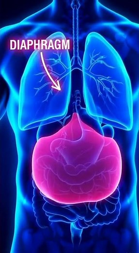 What is the Diaphragm? #biologyshorts #facts #diaphragm #breathing #humanbody