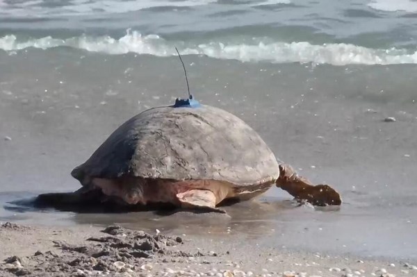 Loggerhead sea turtle returns to Atlantic Ocean with satellite tracker