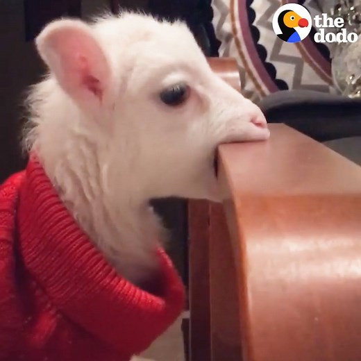 This tiny lamb is such a weirdo — and his parents let him bounce all around the house!! | The Dodo