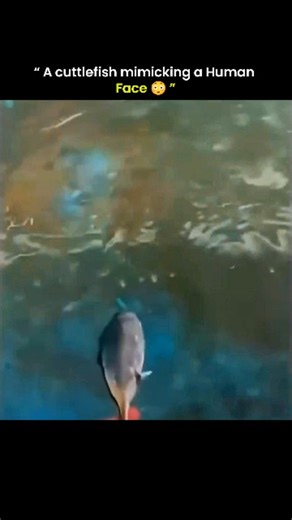 know Universe on Instagram: "Cuttlefish are remarkable marine animals belonging to the cephalopod class, which also includes squids and octopuses. Known for their extraordinary intelligence and complex nervous systems, cuttlefish can rapidly change their skin color, texture, and even reflectivity to blend seamlessly into their surroundings. This color-changing ability is made possible by specialized skin cells called chromatophores, iridophores, and leucophores, which work together to produce vi