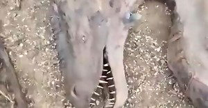 Did they really discover a dragon in Mongolia?