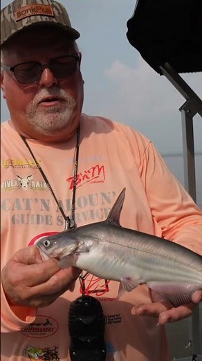 How to Identify Catfish