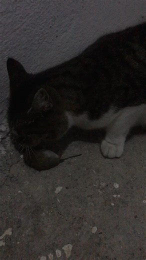 Ilhan Burgu on Reels