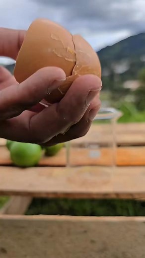 Did you know you can make a homemade fertilizer that also works as an insecticide 龍 By mixing eggshells (rich in calcium) with garlic and onion, you nourish your plants while keeping pests-000 | Lillie Schultz | Facebook