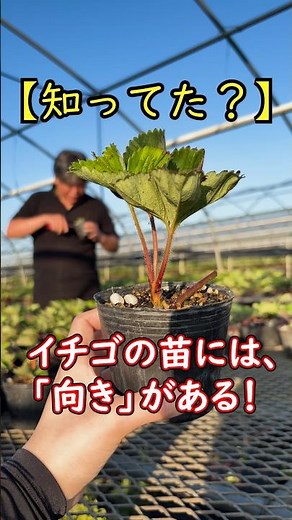 【知ってた？】イチゴの苗には「向き」がある！実がなる方向の見分け方🍓 #shorts