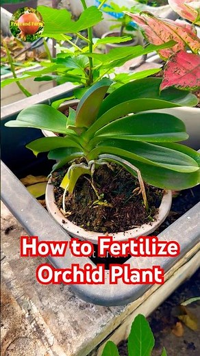 How to Fertilize Orchid Plant #fertilizer #orchid #gardening