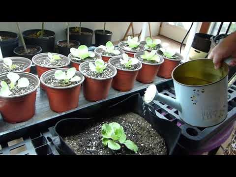 How to Plant Cabbage From Seeds