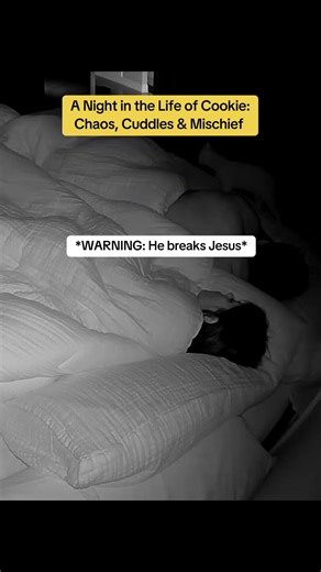 A Night in the Life of Cookie: Fun Cat Adventures